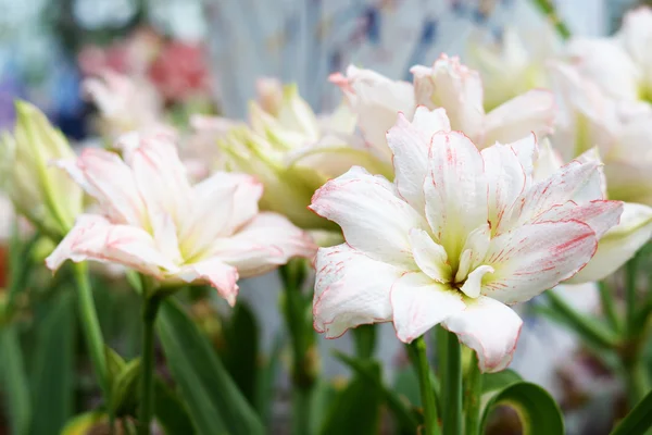 Schöne Natürliche Blume Hintergrund — Stockfoto