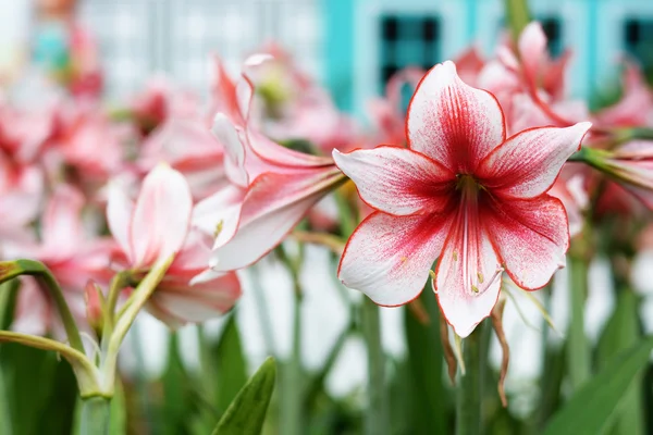 Schöne Natürliche Blume Hintergrund — Stockfoto