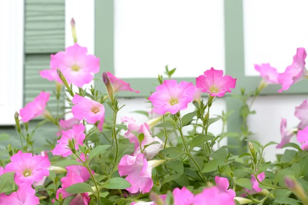 Beautiful Flower Garden Background — Stock Photo, Image
