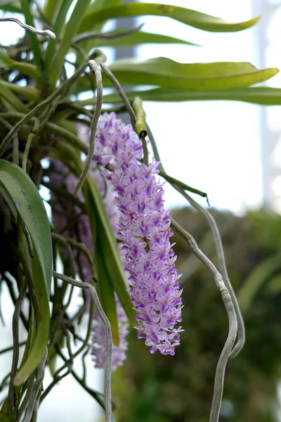 Schöne Orchidee Auf Dem Baum — Stockfoto