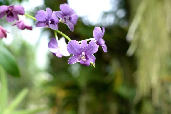 Schöne Orchideen Der Natur — Stockfoto