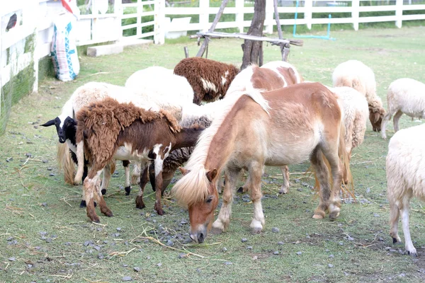 Burro Ovelha Fazenda — Fotografia de Stock