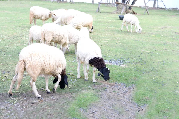 Hodowli Owiec Farmie — Zdjęcie stockowe