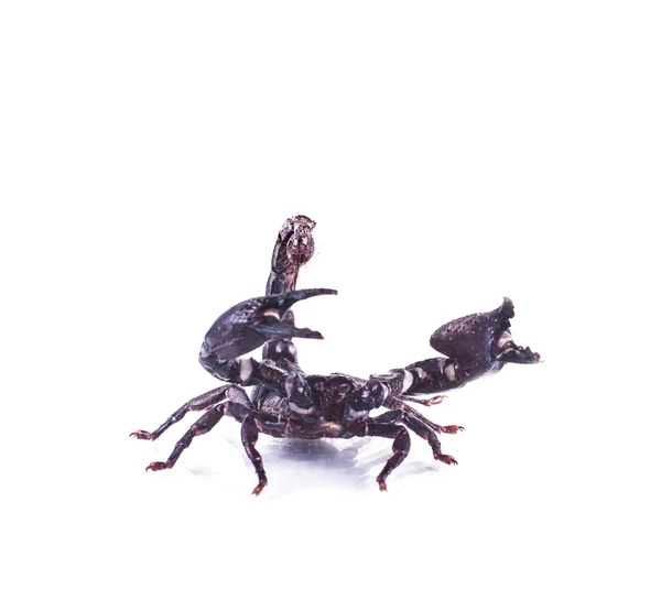 Escorpión Aislado Sobre Fondo Blanco — Foto de Stock