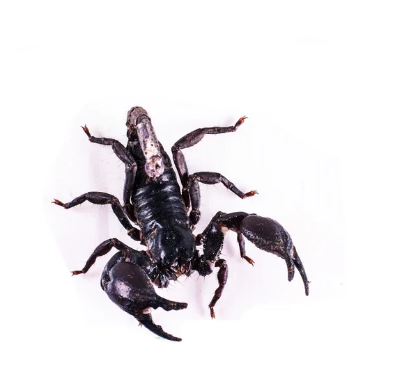 Skorpion Isolerad Vit Bakgrund — Stockfoto