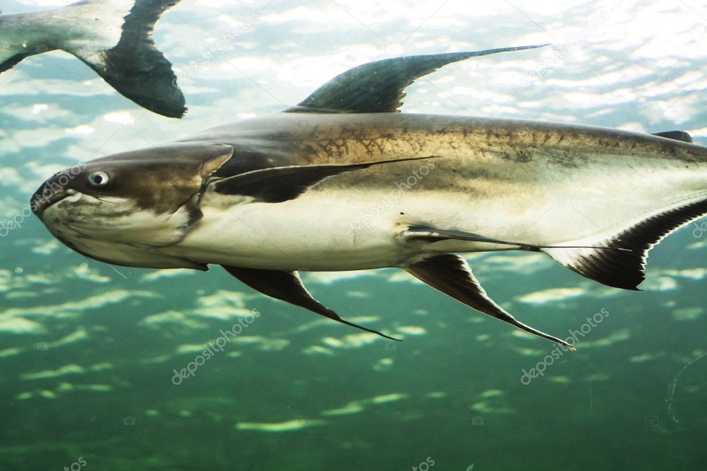 Mekong Giant Catfish Thailand — Stock Photo © Jcomp #111213716