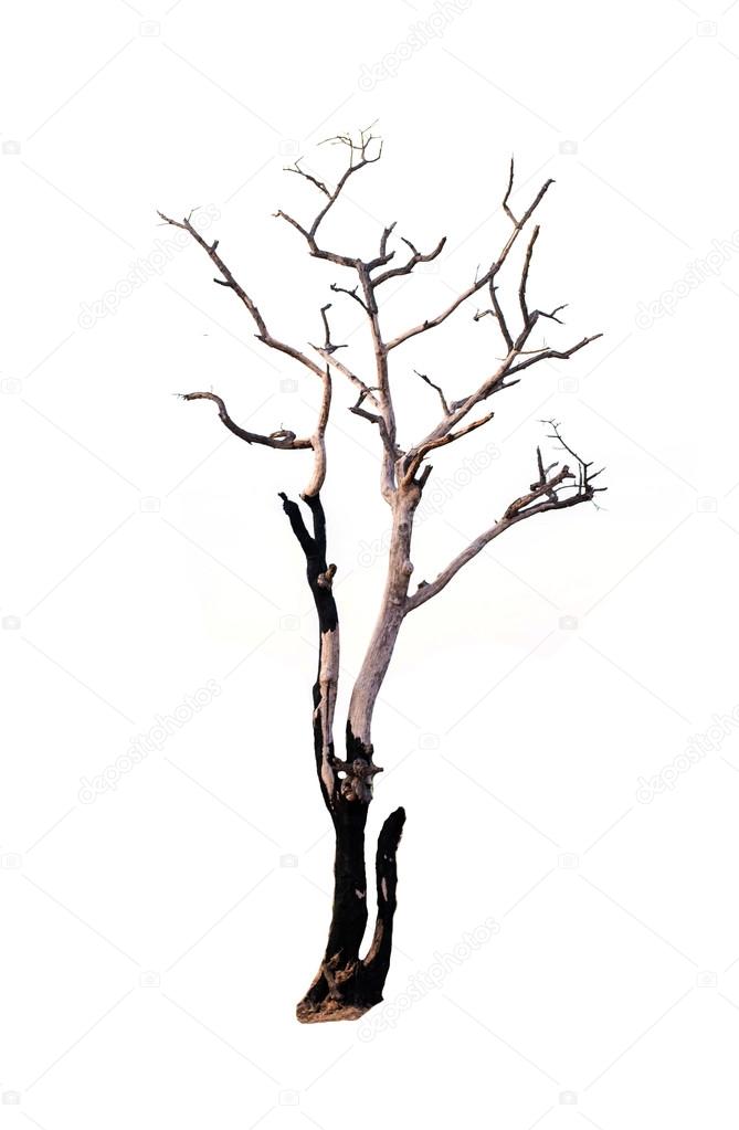 The dead tree is lonely.