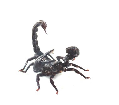 Akrep beyaz arkaplanda izole edildi 