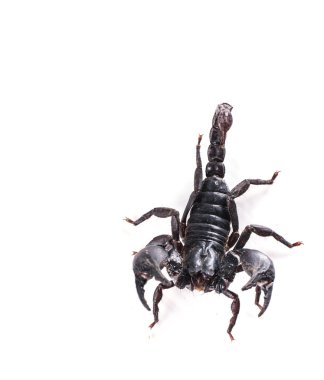 Akrep beyaz arkaplanda izole edildi 