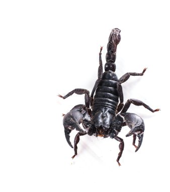 Akrep beyaz arkaplanda izole edildi 