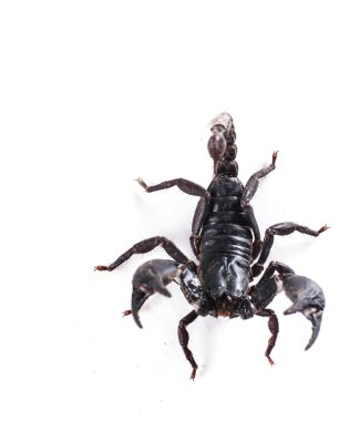 Akrep beyaz arkaplanda izole edildi 