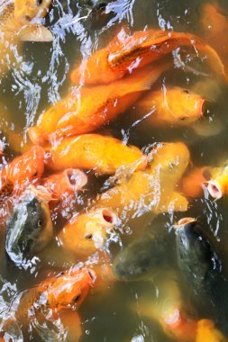 Sazan balık gölet.