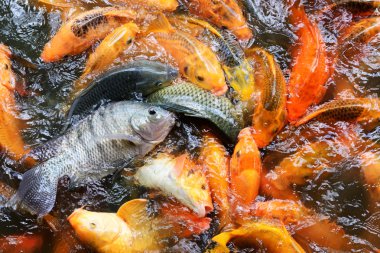 Sazan balık gölet.