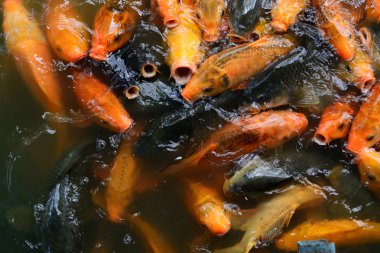 Sazan balık gölet.