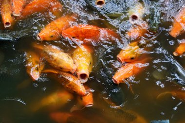 Sazan balık gölet.