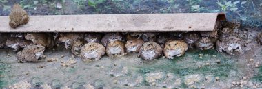 kuluçka çıkım iyi çiftlik kurbağalar 