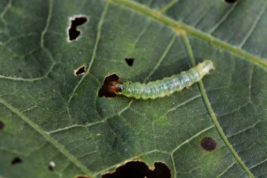 Caterpillar on a green leaf. clipart