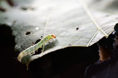 Yeşil yapraklı tırtıl.