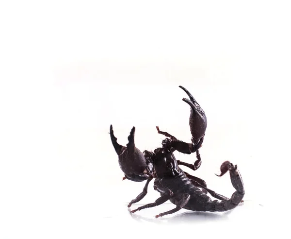 Скорпион Изолирован Белом Фоне — стоковое фото