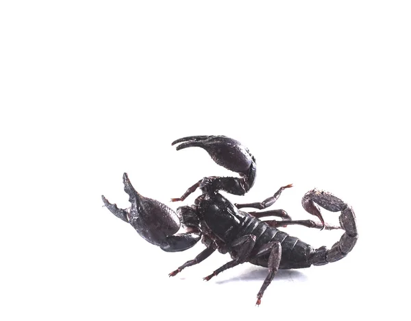 Scorpione Isolato Sfondo Bianco — Foto Stock