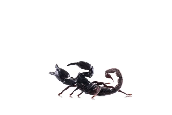 Scorpion Isolated White Background — Stock Photo, Image