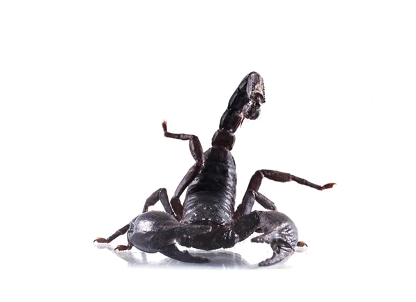 Scorpion Isolated White Background — Stock Photo, Image