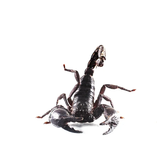 Escorpião Isolado Fundo Branco — Fotografia de Stock