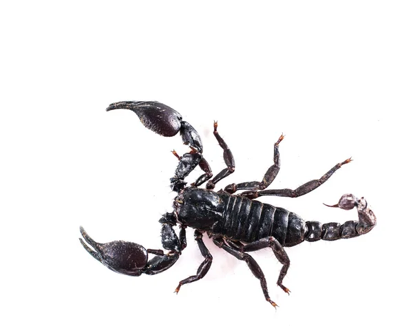 Scorpion Isolated White Background — Stock Photo, Image