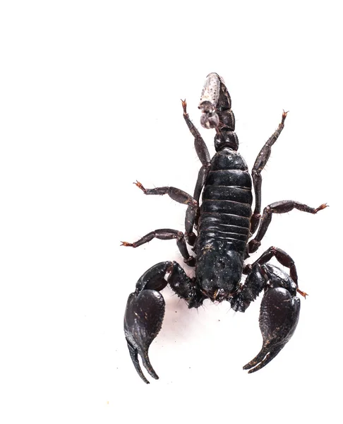 在白色背景上隔离的蝎子 — 图库照片