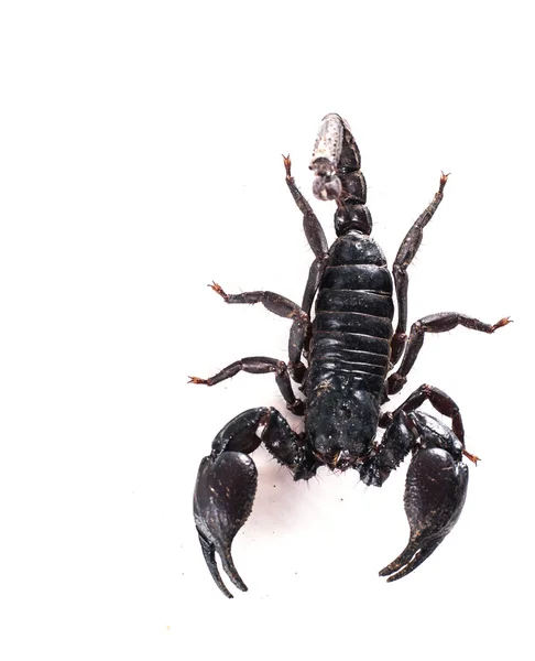 Scorpion Isolated White Background — Stock Photo, Image