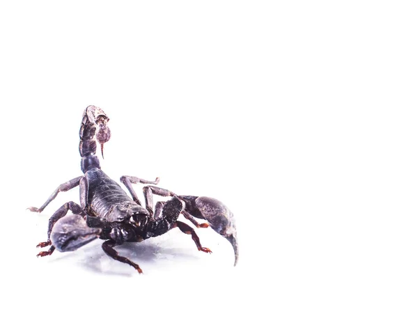 Scorpion Isolé Sur Fond Blanc — Photo