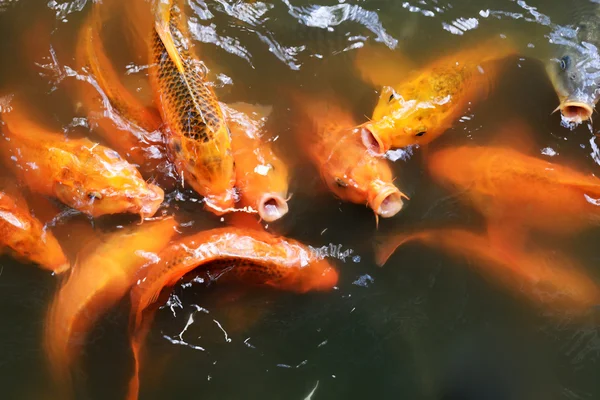 Carp Fish Ponds — Stock Photo, Image