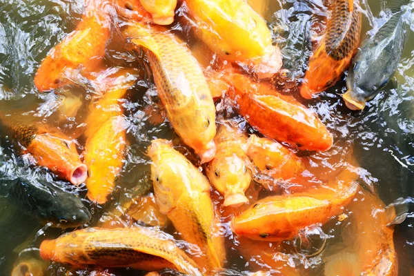 Carp Fish Ponds — Stock Photo, Image