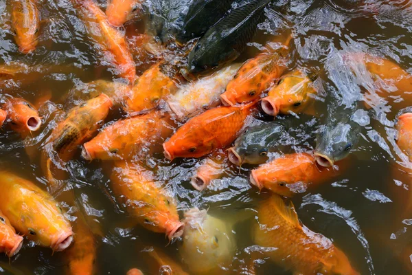 Carp Fish Ponds — Stock Photo, Image