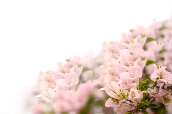 Krásné Květiny Podél Hranice — Stock fotografie