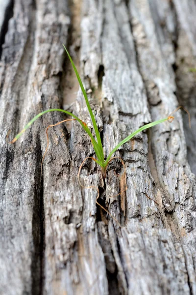 Birth Young Trees Dead Tree — Stock Photo, Image