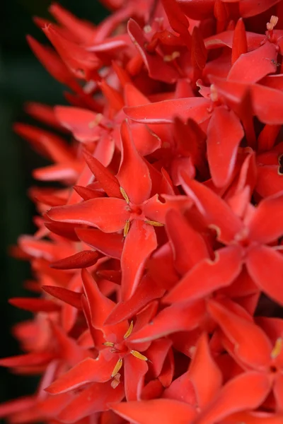 Κόκκινο Λουλούδι Ονομάζεται Ταϊλανδέζικη Βελόνα Λουλουδιών — Φωτογραφία Αρχείου