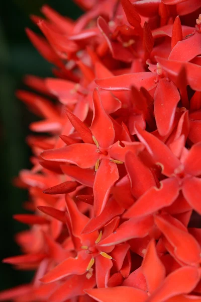 Czerwony Kwiat Nazywa Się Tajski Kwiat Igły — Zdjęcie stockowe