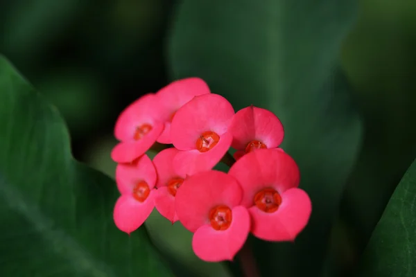 Red Euphorbia Milii Flowers Green Leafs — Stock Photo, Image