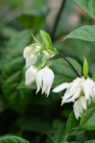 白い花のブッシュ — ストック写真