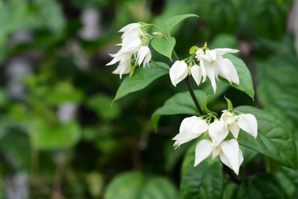 Bush White Flowers — Stock Photo, Image