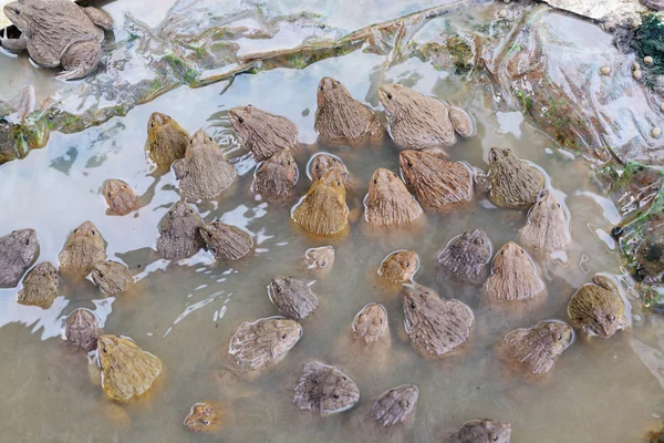 Frogs Hatchery Well Farm — Stock Photo, Image