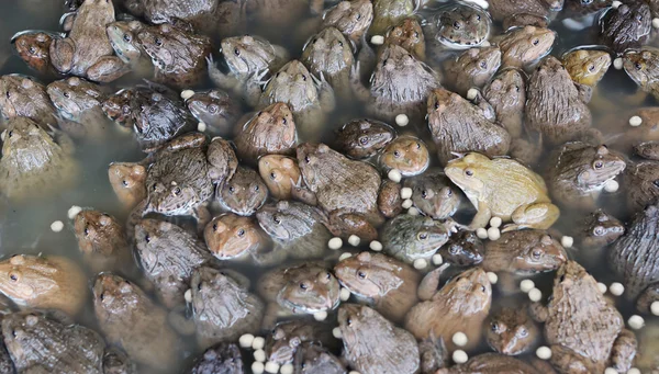 Frogs Hatchery Well Farm — Stock Photo, Image