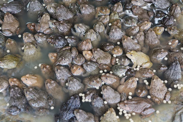 Frogs Hatchery Well Farm — Stock Photo, Image