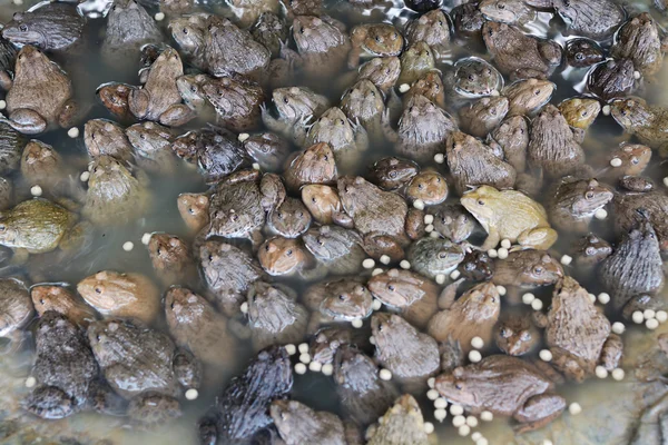 Žáby Líhni Dobře Farmě — Stock fotografie