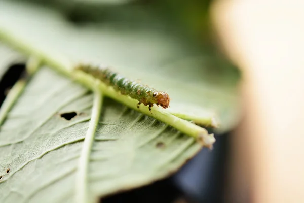 Lagarta Uma Folha Verde — Fotografia de Stock