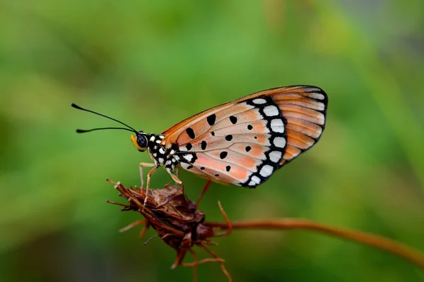 Schmetterling Auf Toter Blume — Stockfoto