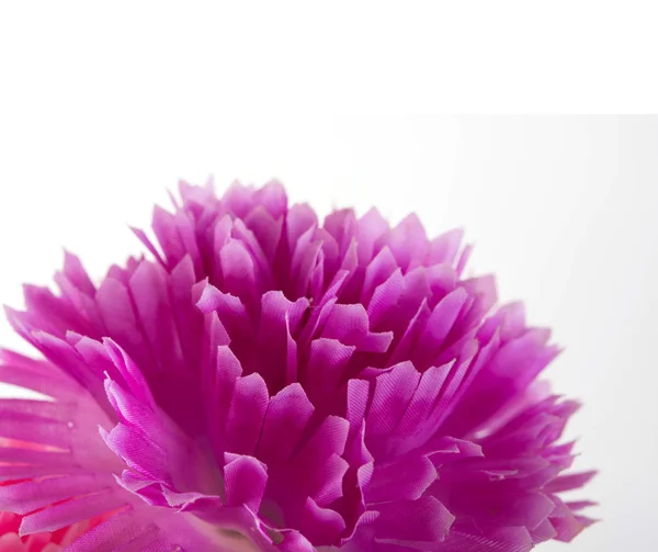 Blomma Och Vackra Kronblad — Stockfoto