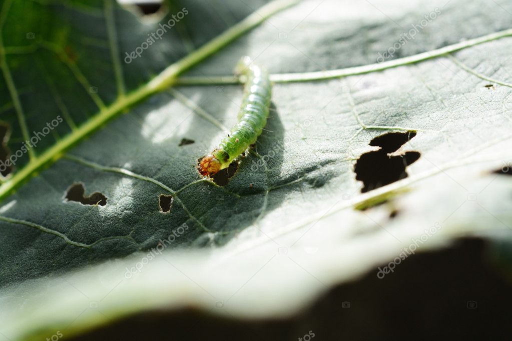 Caterpillar on a green leaf.