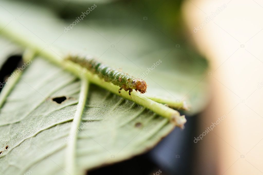 Caterpillar on a green leaf.